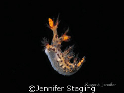 Swimming nudibranch. Flores. by Jennifer Stagling 